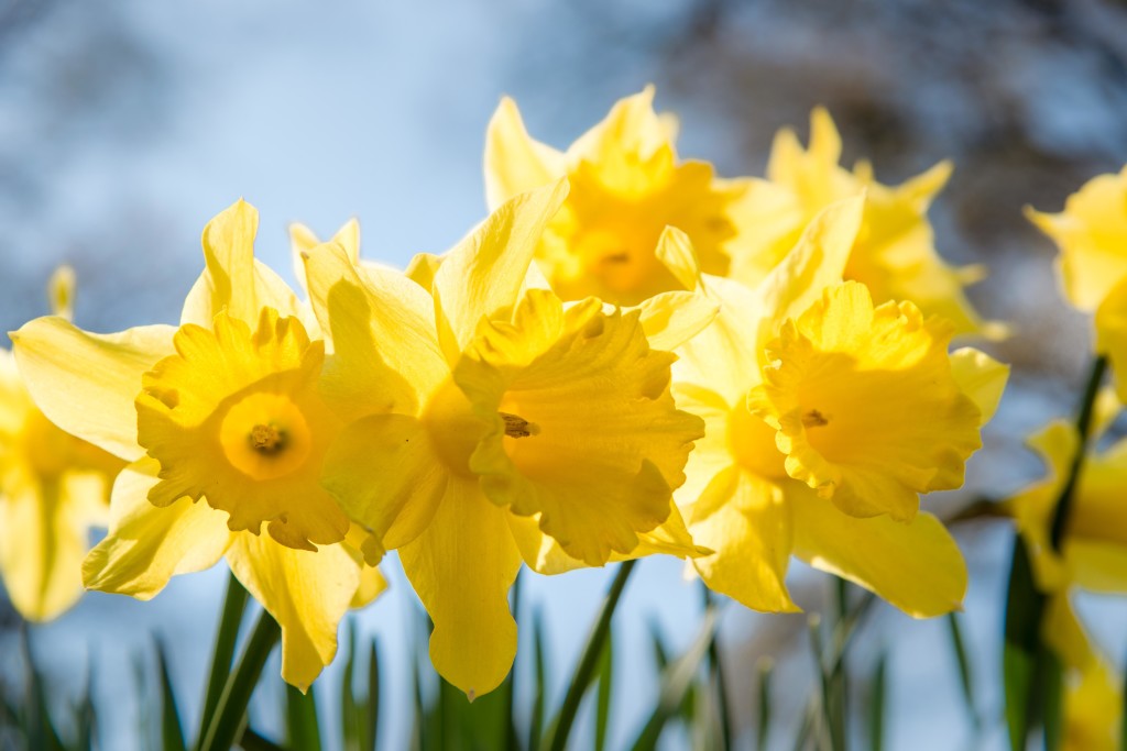 14-03-23 Longview-5 daffodils