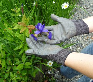 Gardening hands