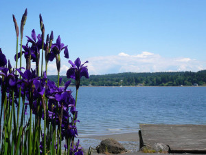 Iris by the water